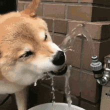 柴犬为什么叫戏精看了这些表情包你就知道了