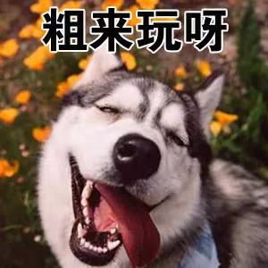 我从来没有见过,这么装逼的哈士奇表情包,有了它称霸装逼界