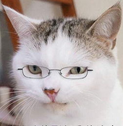 这个表情里的白猫叫什么名字不是瓜皮也不是猫叔