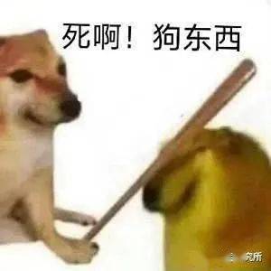 小趴菜认证表情包养犬