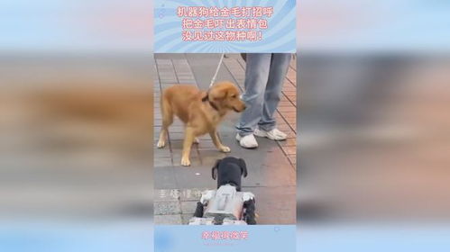 机器狗给金毛打招呼,把金毛吓出表情包,没见过这物种啊
