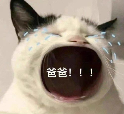 猫叫表情包水龙头净水器