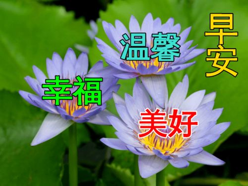 早上好动态表情图片大全,早晨好动图美图大全