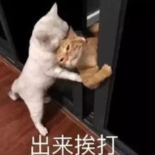 超搞笑的聊天专用表情我看你是欠打哦,整天欺负老实人