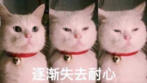 电脑录屏怎么录三款屏幕录制软件,各取所需