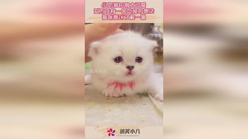 小奶猫长得太可爱,忍不住有一口吃掉的想法,猫咪卷饼了解一下