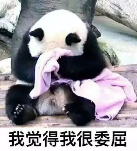 泪流满面表情包熊猫司凤