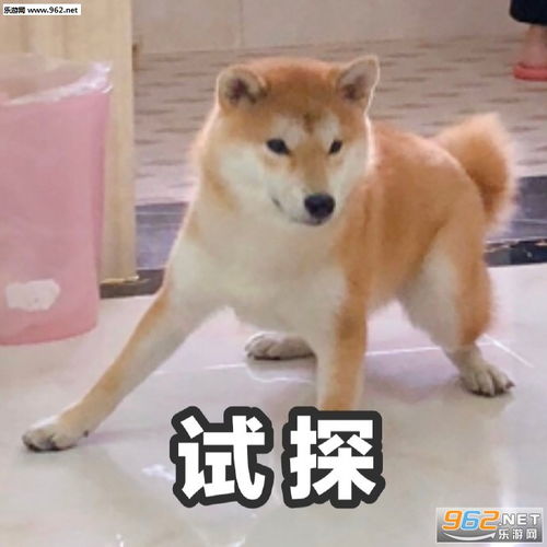 搞笑柴犬表情包合集魔性柴犬表情包下载乐游网游戏下载