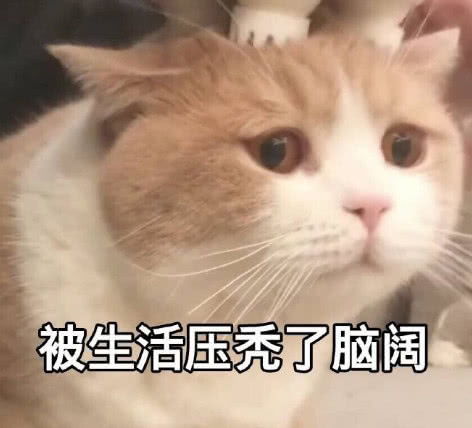 无水印萌宠卖萌专用表情包被生活压秃了脑阔