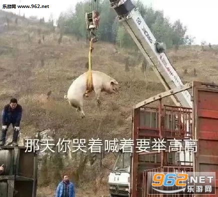 那天你哭着喊着要举高高那个猪的图片你要不要接受我这个甜蜜的麻烦表情包下载乐游网游戏下载