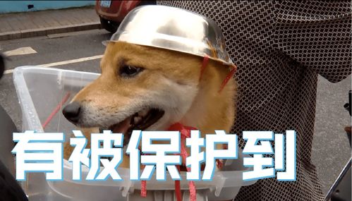 男子的后座载着一只狗,狗子头上的戴的是头头盔