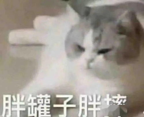 花园猫表情包噬元兽