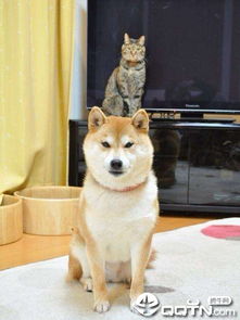 猫狗神器app下载猫狗神器v5.0安卓版腾牛安卓网