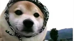 网上最火的柴犬表情包
