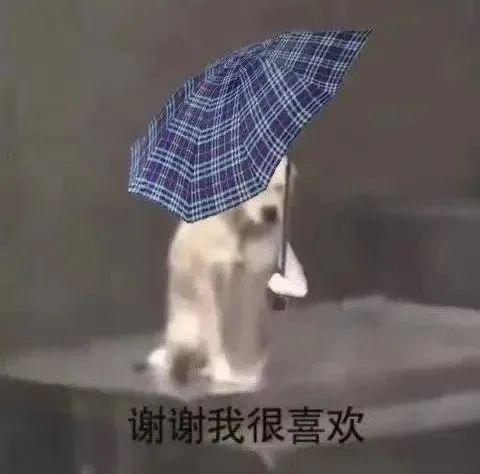 最近很火的小狗淋雨打伞表情包