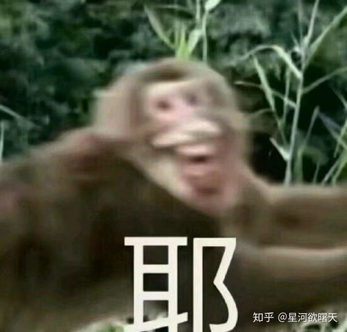 丢脸表情包猴样