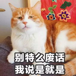 猫咪表情包你是要讲道理,还是要我