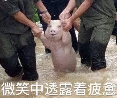 2018最新表情包大赏小猪佩奇,假笑boy,边缘试探你最爱