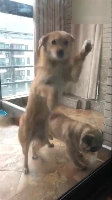 狗子铲屎的,你看我跳舞跳的怎么样