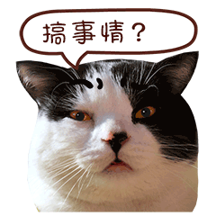 麦粒酥微信表情真猫版上架啦