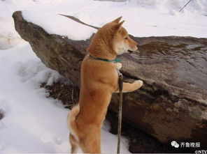 16岁表情包柴犬北登去世网友好狗不分国界