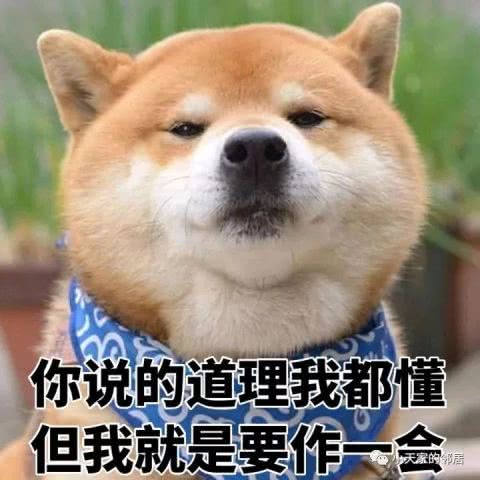 一波喵星人赶来,最新柴犬表情包萌翻你的小心脏