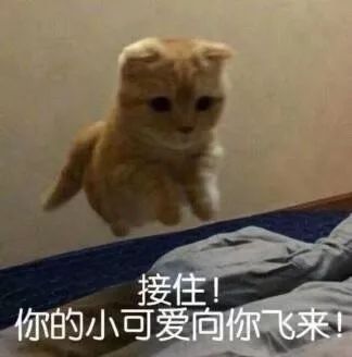 2019年,新锦鲤诞生,开门红不能错过