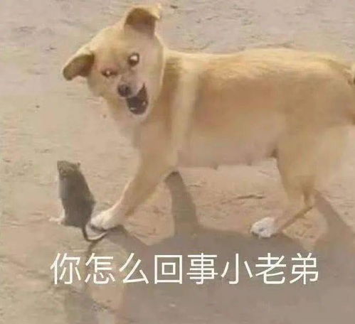人均120分钟迅速崛起的短视频到底怎么玩
