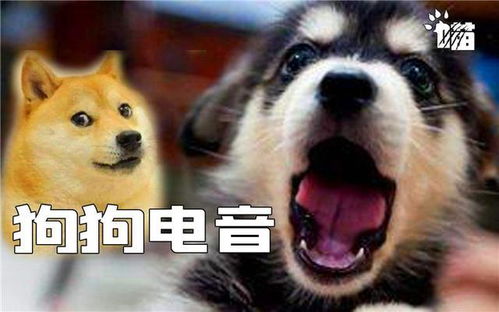 辟谣,狗狗抖腿并不简单,除了天冷取暖外,疾病影响需留心