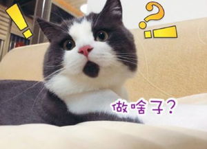 你有哪些关于猫狗的表情包