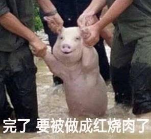 这只猪晋升表情包网红,刷爆朋友圈,甚至火到了国外