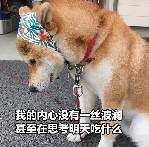 昨天大哥在兄弟姐妹群里发了小侄女躺在地上撒泼的视频