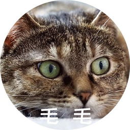 说实话,作为猫谷的猫,我真的压力很大啊