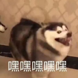 昨晚茶老板差点在新生群里爆照