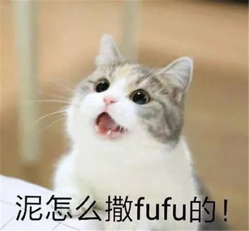 黑猫老公给橘猫老婆按摩,轻了被瞪重了被打,生活好艰难