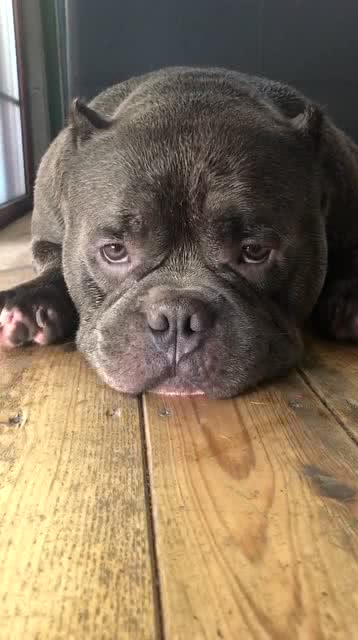 一副委屈的样子表情到位吧恶霸犬表情