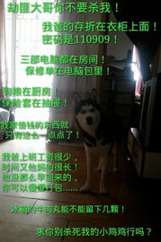 盘点坚挺先生的呆萌哈士奇angle微博走红的那些段子2