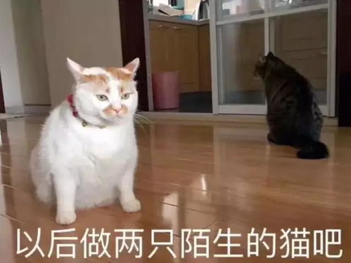表情包你已经一天没有说爱我了