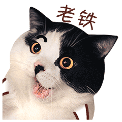 麦粒酥微信表情真猫版上架啦
