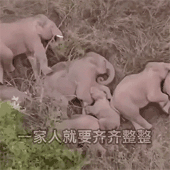 象群及独象持续小范围迂回活动萌象表情包上线