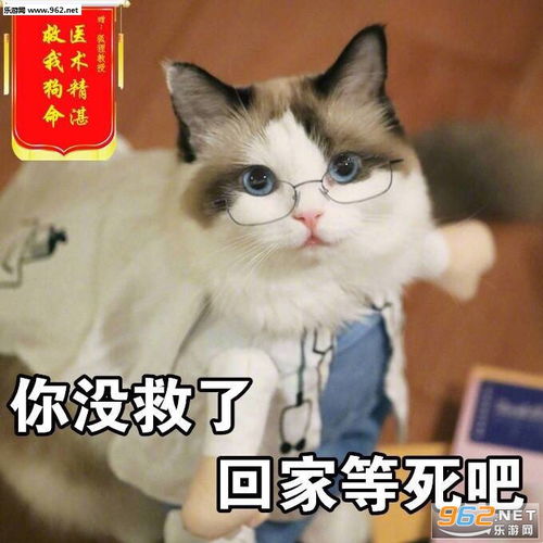 狗子跳起来的表情包ems