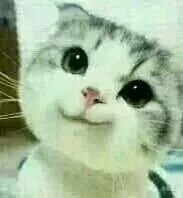 猫叫表情包表情包