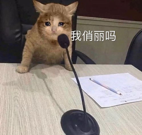 猫咪表情包干啥啥不行,睡觉第一名养猫