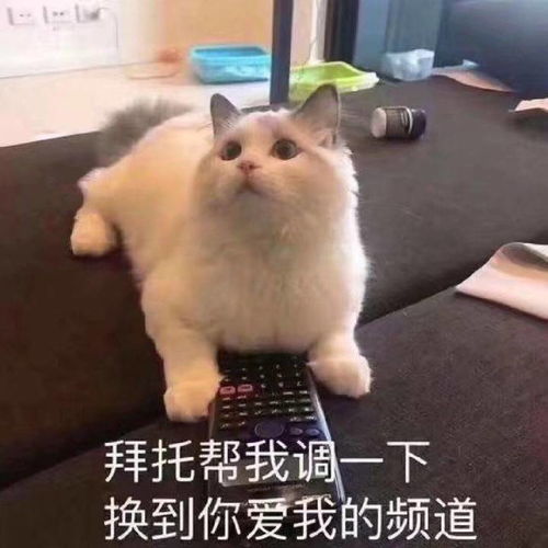 超可爱搞笑表情包