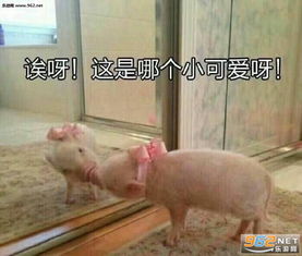这是哪个小可爱啊吸猪自恋表情包笑出猪声吸猪表情包下载乐游网游戏下载