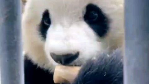 可爱大熊猫干饭视频
