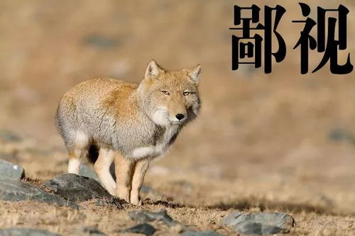 咸鱼表情包蓝色枸杞