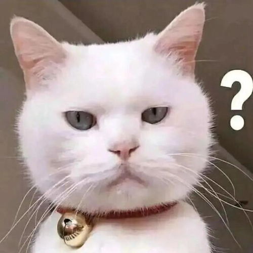 表情包有趣的事物不应该分享给敷衍的人