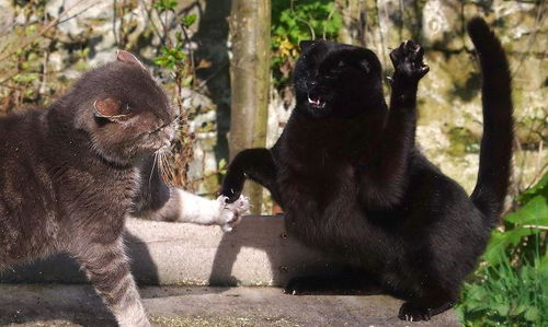 三只猫咪聚众尬舞,舞风变幻莫测,新一届猫王即将诞生