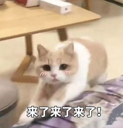 求小饼干表情包图片这事